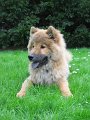 djago_w (13)